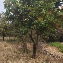 山玉兰，广玉兰