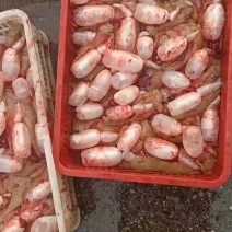 新鲜鲤鱼籽，黄籽