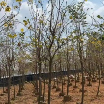 黄花风铃木