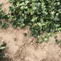 趴地菠菜