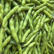 蚕豆大量上市中，产地直发，价格便宜，合作共赢。