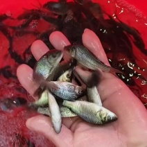 广西南宁清泉水产鲤鱼苗大量有现货