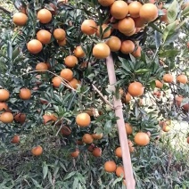 沃柑