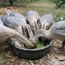 狮头鹅