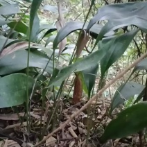 来自大山里的优良品种