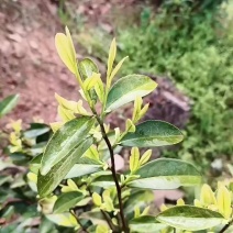 明前茶