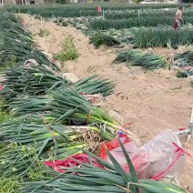 漳州千亩大葱滞销