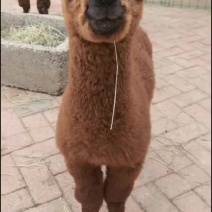 人工饲养小羊驼