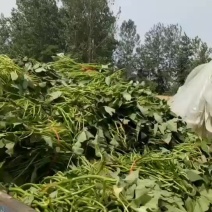 1万颗发货