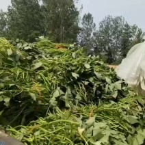 一九红薯苗不要的联系大量有货***********