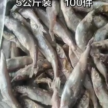 出售残母体多春鱼一件5公斤装