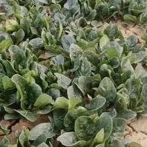 郑老庄村趴地菠菜