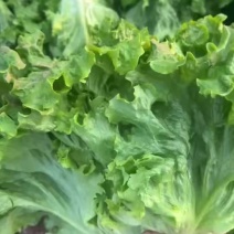 精品生菜，大量有货，地头直发，支持各种包装，需要的老板联系我