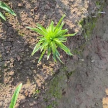 龙牙红