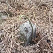 撅菜