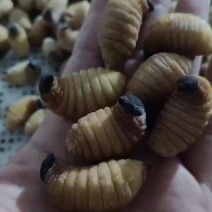竹笋虫冻品厂家直发