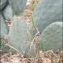 仙人掌苗