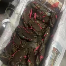 青蟹活蟹源头