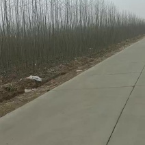 杨树，不长毛的新品种