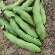蚕豆大绿豆