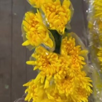 广州菊花全国发货欢迎合作