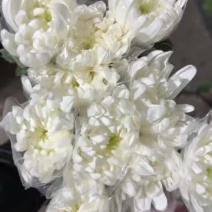 广州菊花全国发货欢迎合作