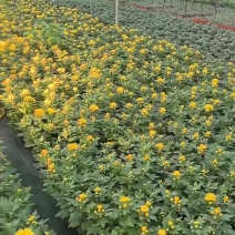 广州菊花全国发货欢迎合作