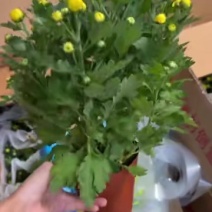 广州菊花全国发货欢迎合作