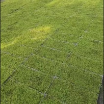 各种野生人工种植苔藓。大灰小灰星星白发