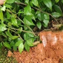 岗梅杯苗种植成活率高基地批发保质保量大量供应