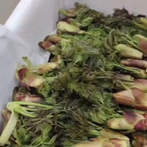 野生刺老芽刺嫩芽，货源充足，对接批发商社区团购，生鲜超市