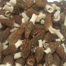 羊肚菌