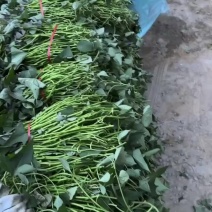 西瓜红扩繁大田大量开始供应保质保量