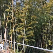 毛竹！