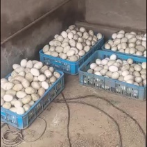 无饲料和抗生素支持检测