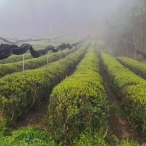 贵州白茶