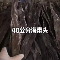 福建海带头段40公分左右海带头