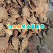 刺贝13头