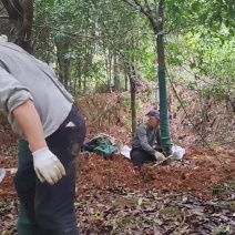 热卖款：高杆桂花树金桂丹桂八月桂