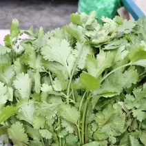 河北省昌黎暖棚大叶香菜大量上市需要的随时联系我