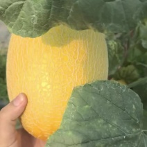 海南蜜瓜🍈
