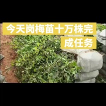 岗梅苗