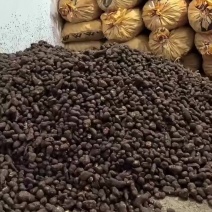 精品三叶青果