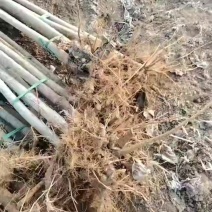 107杨树苗