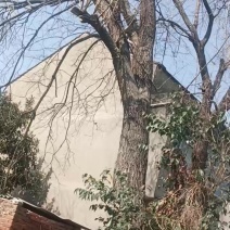 两棵40年的桑树
