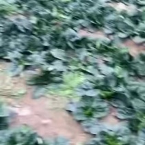 趴地菠菜