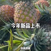 金钻凤梨
