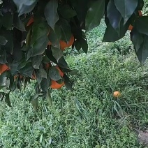 资中塔罗果血橙