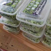 黑豆苗