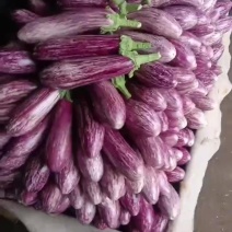 花茄，彩茄